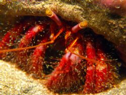 Another curious little hermit crab found in Taiwan... by Alex Tattersall 